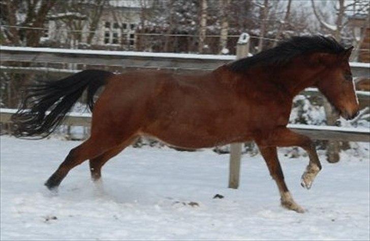Anden særlig race Hero - En skøn pony med massere af fart! KM-foto billede 13