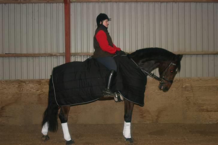 Dansk Varmblod Fairy Tale ( Big Baby ) billede 14