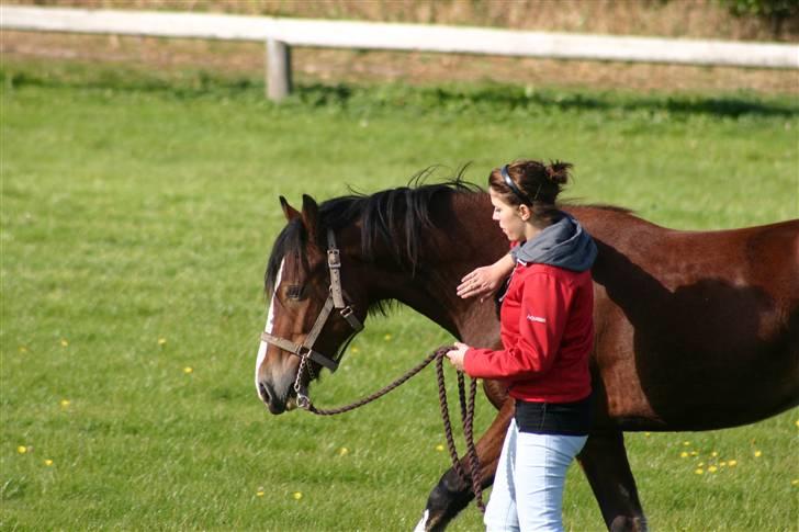 Welsh Cob (sec D) Mailunds Hadrian - tidligere hest! <3 billede 2