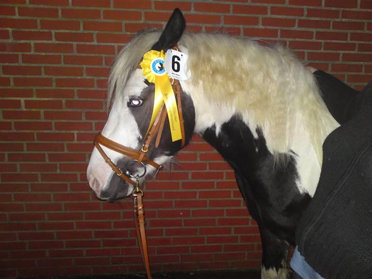 Irish Cob cronos regius (R.I.P) billede 2