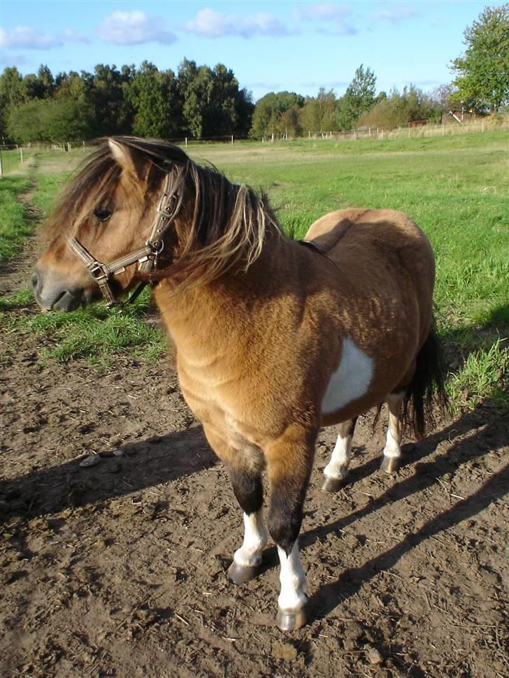 Shetlænder Kerswell Nimrod billede 5