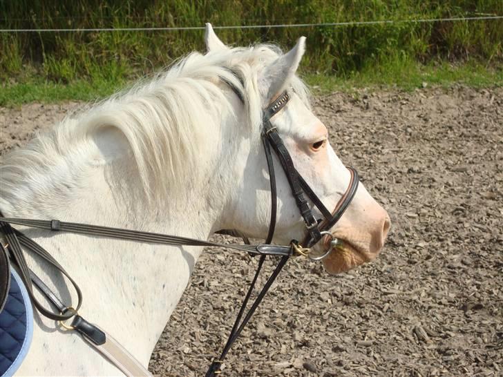 Anden særlig race Ofelia! *SOLGT:´(* - ja kan vi snart komme videre?? Foto: Miig billede 18