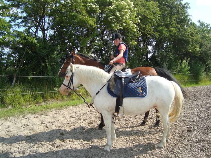 Anden særlig race Ofelia! *SOLGT:´(* - nu rider vi os en tur vi ses husk at smide en bedømmelse og en kommentar på vejen!:) billede 19