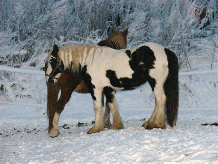 Irish Cob cronos regius (R.I.P) billede 3