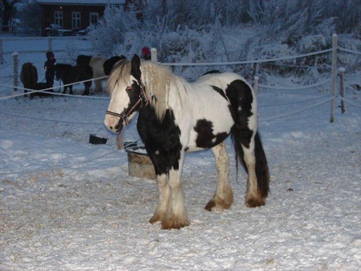 Irish Cob cronos regius (R.I.P) billede 4
