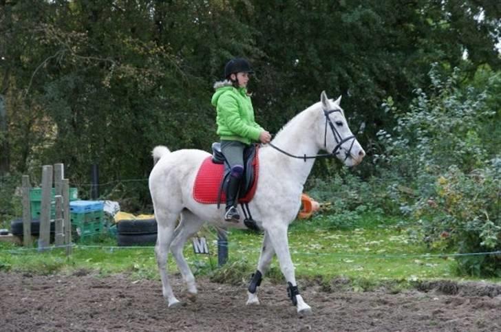 Arabisk fuldblod (OX) Sayida (sida) billede 14