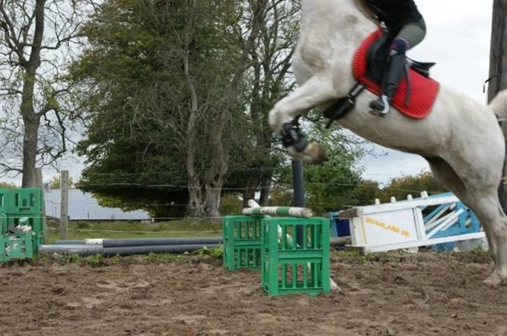 Arabisk fuldblod (OX) Sayida (sida) billede 15