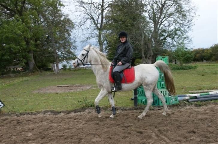 Arabisk fuldblod (OX) Sayida (sida) billede 17