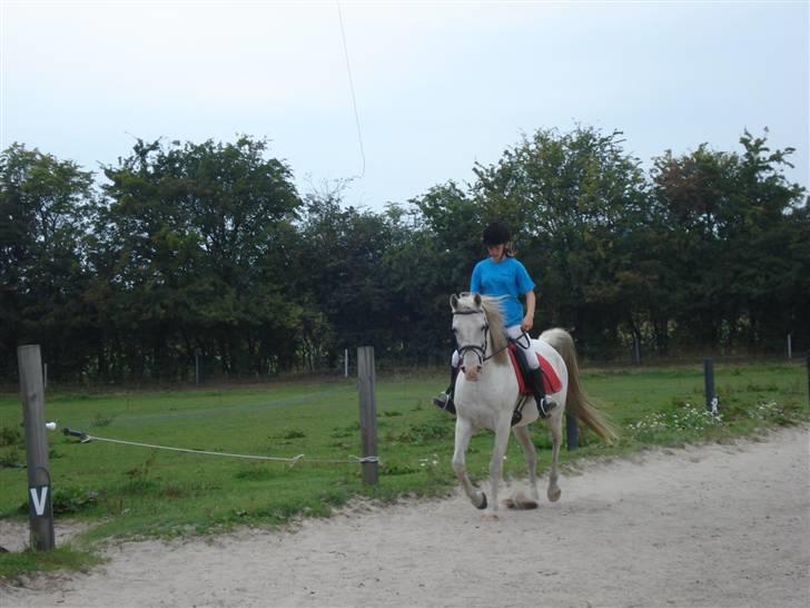 Arabisk fuldblod (OX) Sayida (sida) billede 18