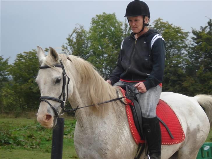 Arabisk fuldblod (OX) Sayida (sida) billede 19