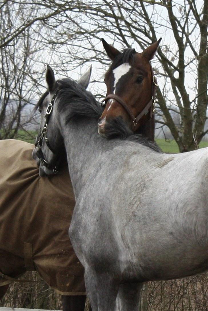 Dansk Varmblod Miti billede 8