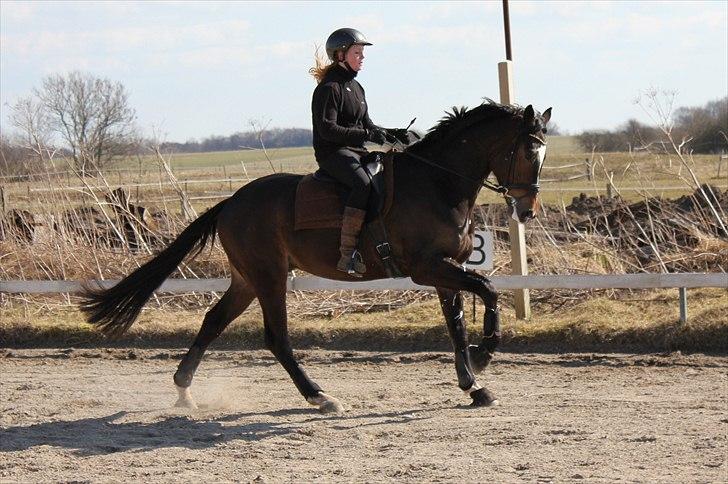 Dansk Varmblod Miti - (marts 2011) billede 1