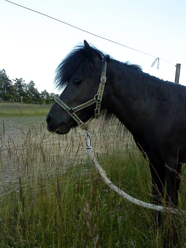 Anden særlig race : Lillebror | ~ Min Lille Laban ~ - Juni 09 billede 10