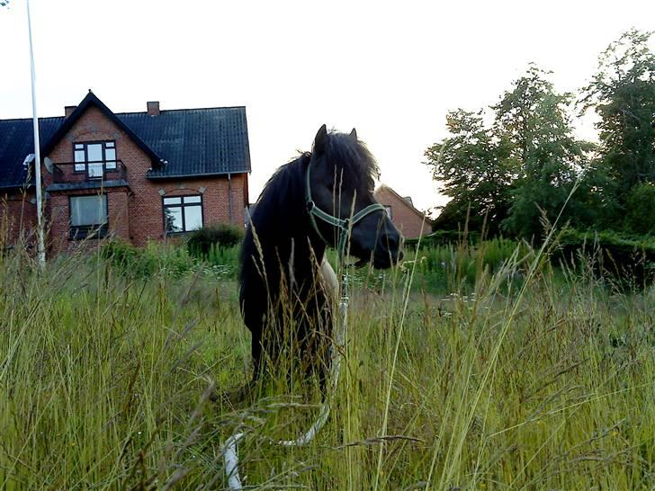 Anden særlig race : Lillebror | ~ Min Lille Laban ~ - Juni 09 billede 11