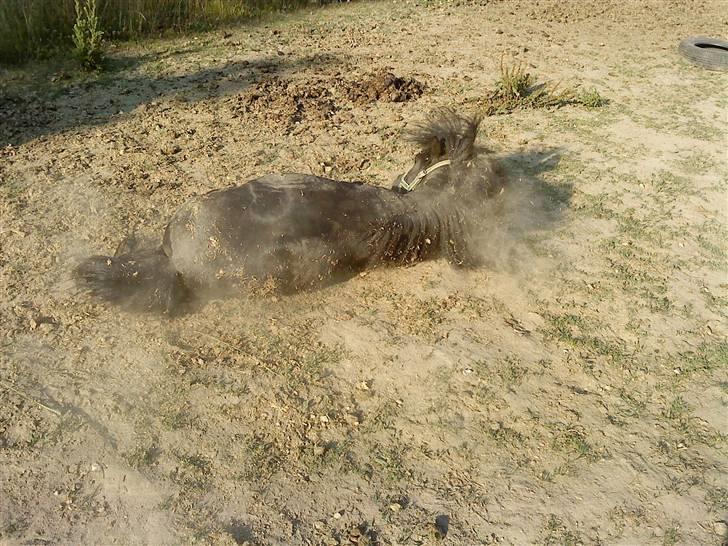 Anden særlig race : Lillebror | ~ Min Lille Laban ~ - August 09 billede 12