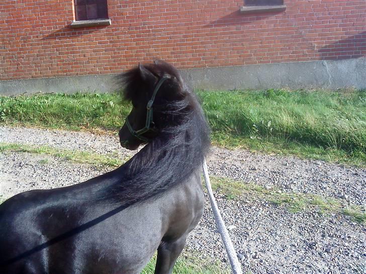 Anden særlig race : Lillebror | ~ Min Lille Laban ~ - August 09 billede 13