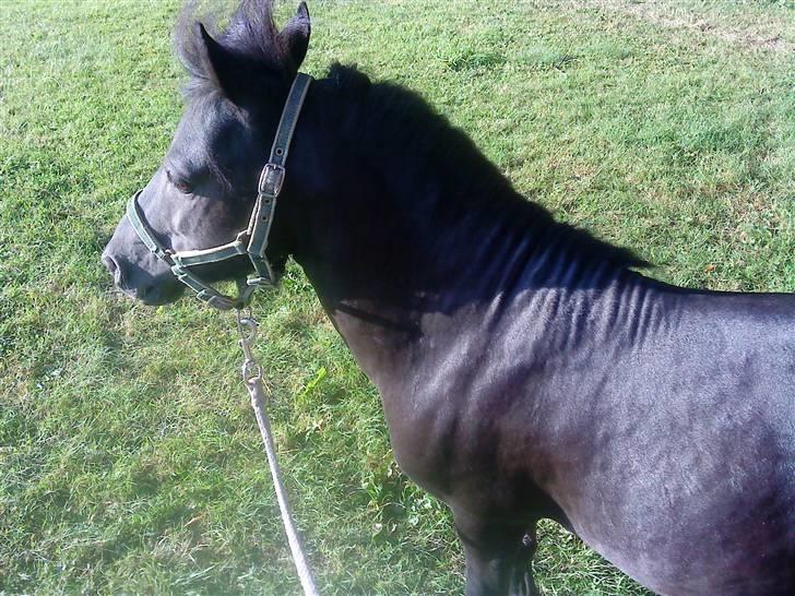 Anden særlig race : Lillebror | ~ Min Lille Laban ~ - August 09 billede 14