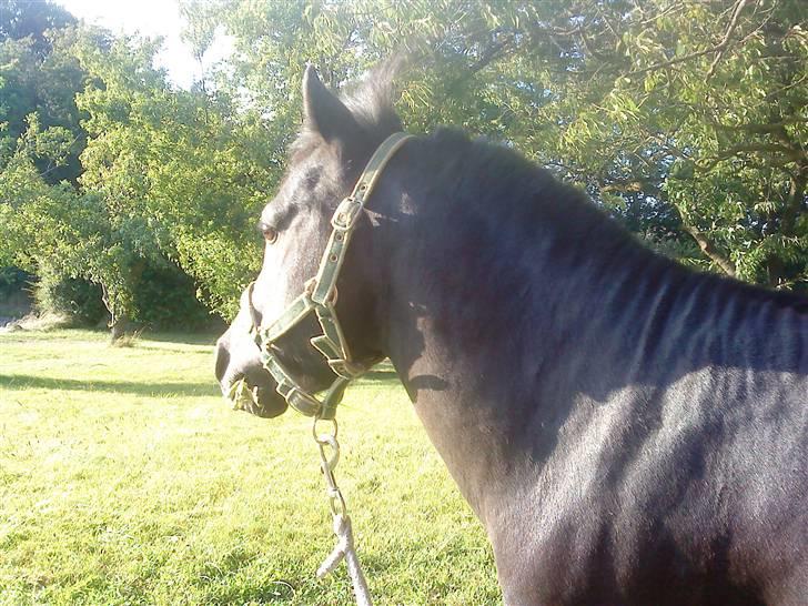 Anden særlig race : Lillebror | ~ Min Lille Laban ~ - August 09 billede 15