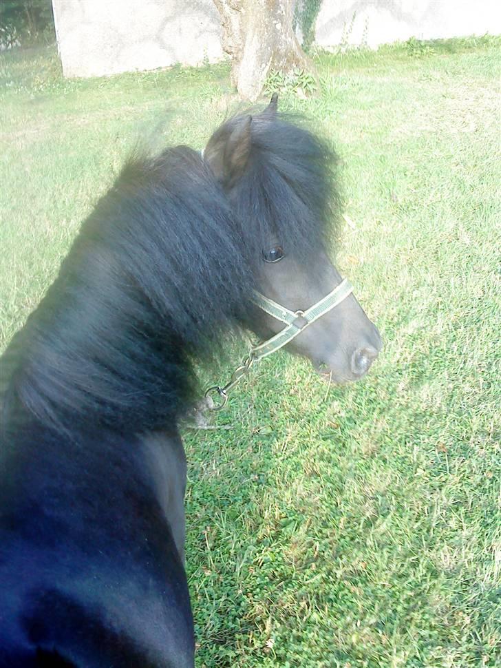 Anden særlig race : Lillebror | ~ Min Lille Laban ~ - August 09 billede 16