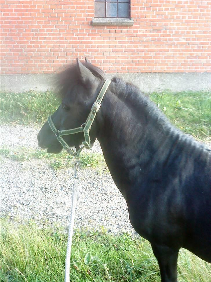 Anden særlig race : Lillebror | ~ Min Lille Laban ~ - August 09 billede 17