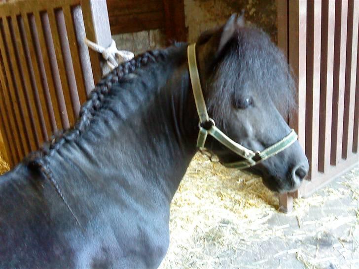 Anden særlig race : Lillebror | ~ Min Lille Laban ~ - August 09 billede 1