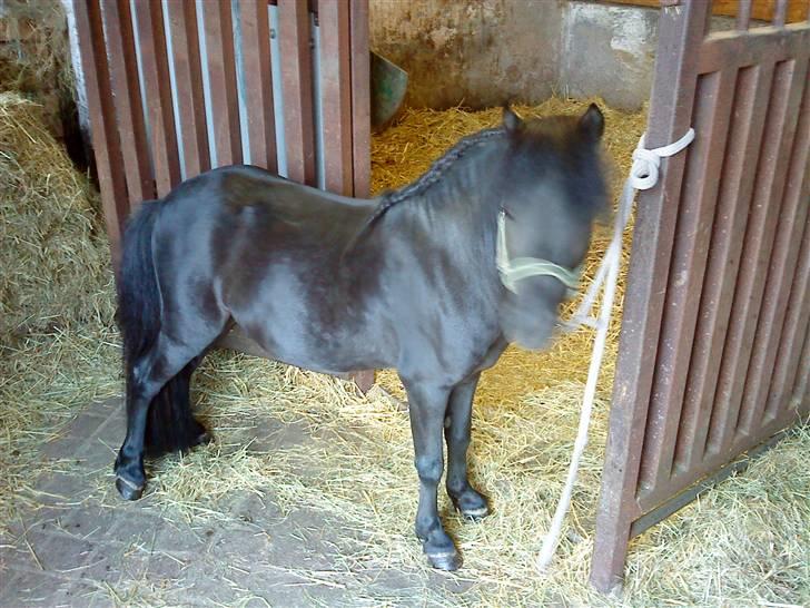 Anden særlig race : Lillebror | ~ Min Lille Laban ~ - August 09 billede 19