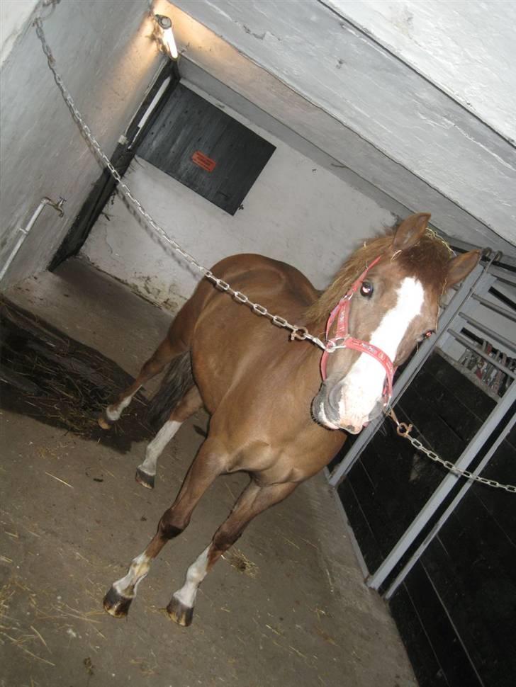 Anden særlig race Flicka - Staldengangen & Flicka....... Verden kan ses på to måder;) hehe  billede 14