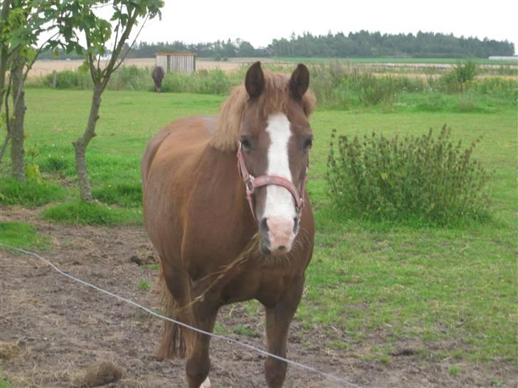 Anden særlig race Flicka - Mmmmmmh, det smager bare dejligt...... Selvom det blæser lidt i dag!<3 billede 15