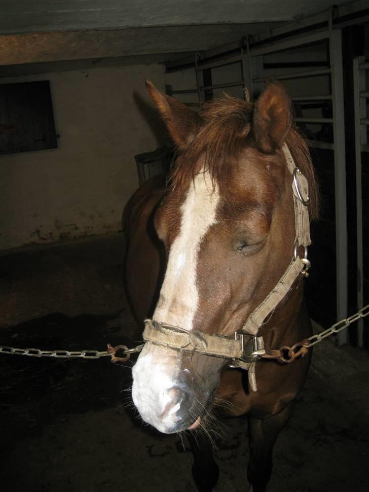 Anden særlig race Flicka - Åh!...... Nej, så træt og våd en lille Flicka musen kan være, også med solcreme på mulen. billede 16