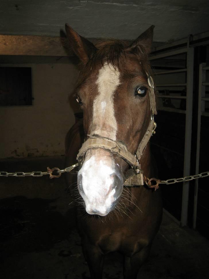 Anden særlig race Flicka - uuuuuuuuuuh ha..... En lille våd Flicka   billede 17