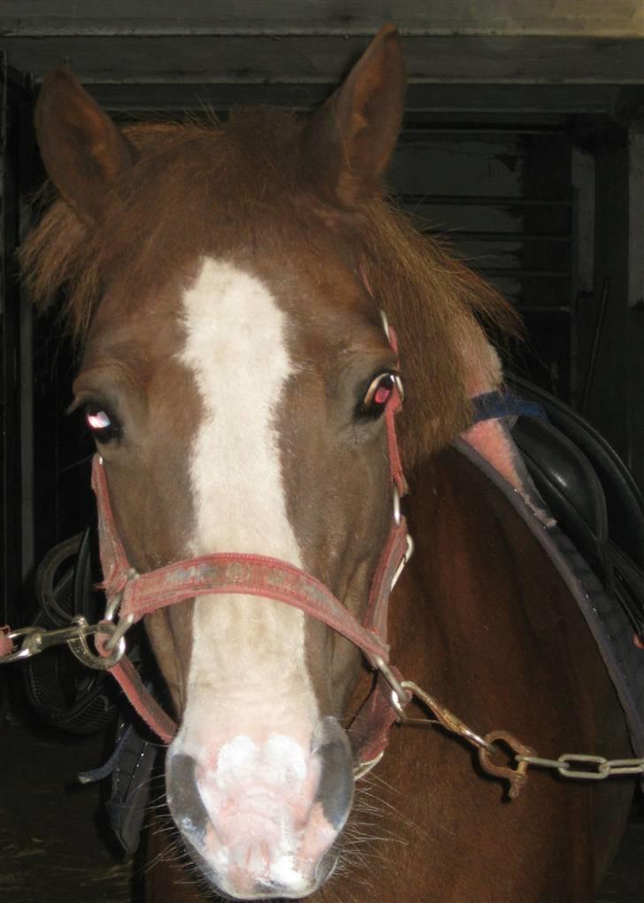 Anden særlig race Flicka - Lille Flicka <333 billede 19