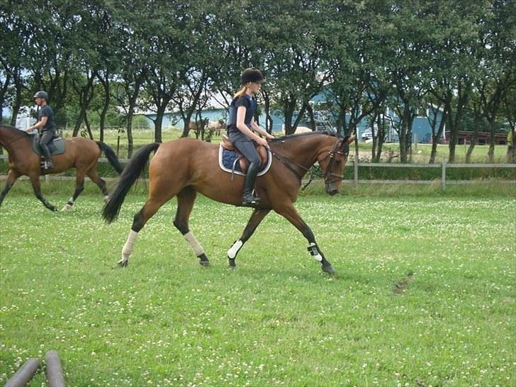 Dansk Varmblod Højvangs Colett billede 9