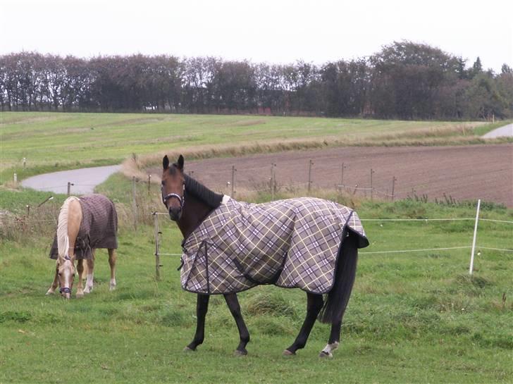 Dansk Varmblod Højvangs Colett billede 10