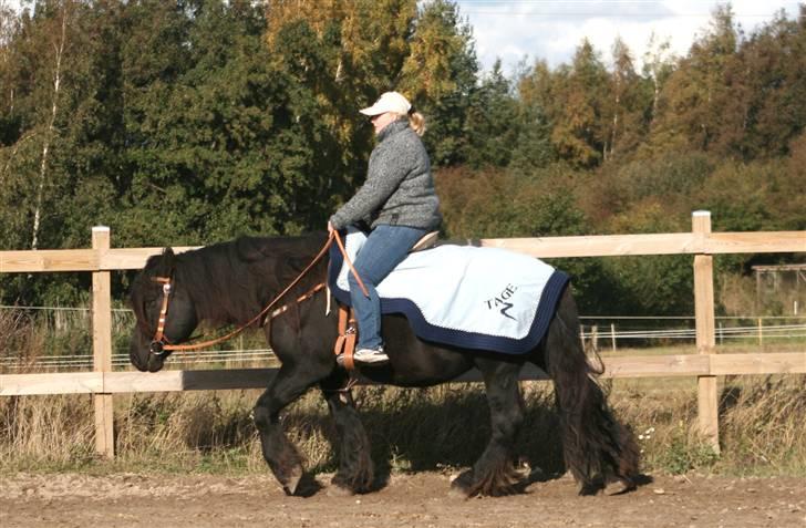 Nordsvensk Skovhest Tage billede 14