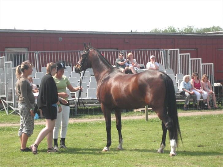 Arabisk fuldblod (OX) Aron OX - Velkommen til Aron´s profil.. Billede fra Roskilde Dyrskue 2010 billede 1