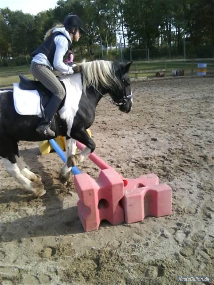 Irish Cob Jensen<3 *Passer*  billede 13