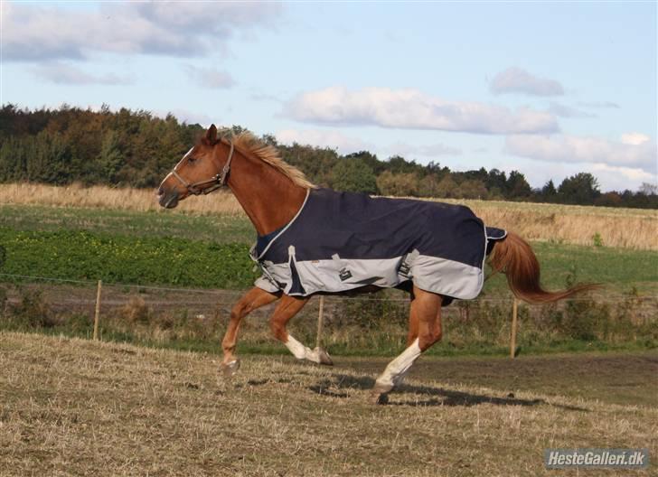 Dansk Varmblod Dondee *R.I.P* billede 9