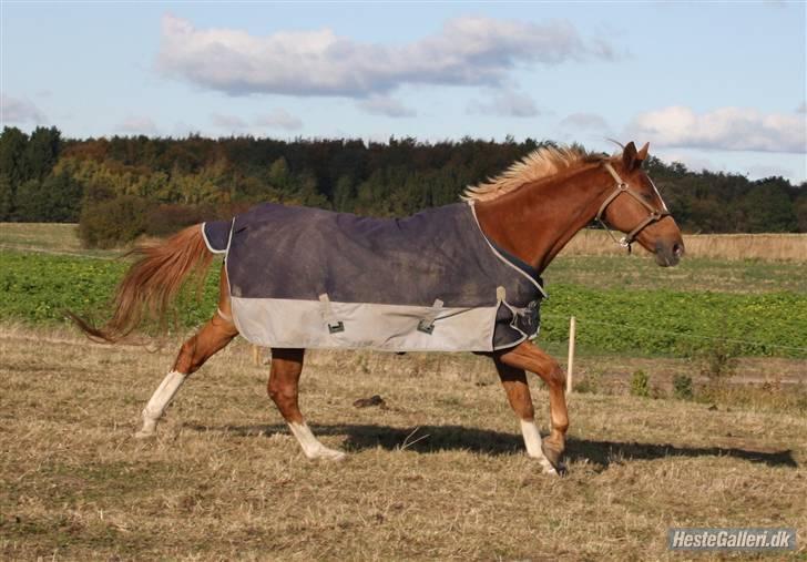 Dansk Varmblod Dondee *R.I.P* billede 10