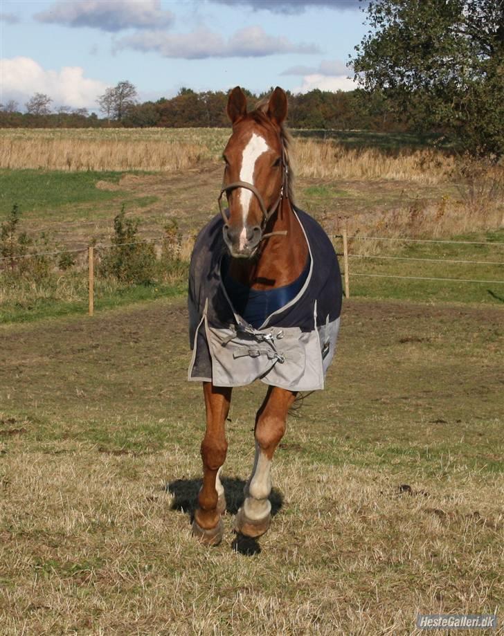 Dansk Varmblod Dondee *R.I.P* billede 12