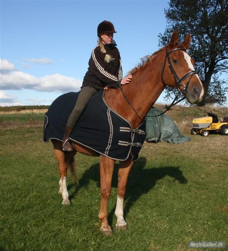 Dansk Varmblod Dondee *R.I.P* billede 13