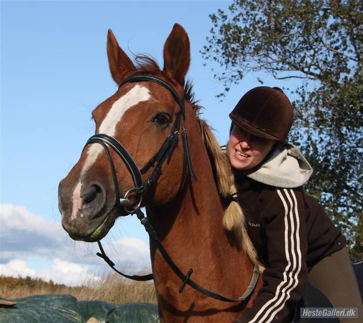 Dansk Varmblod Dondee *R.I.P* billede 14