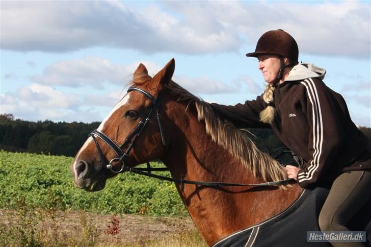 Dansk Varmblod Dondee *R.I.P* billede 15