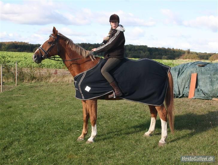 Dansk Varmblod Dondee *R.I.P* billede 16