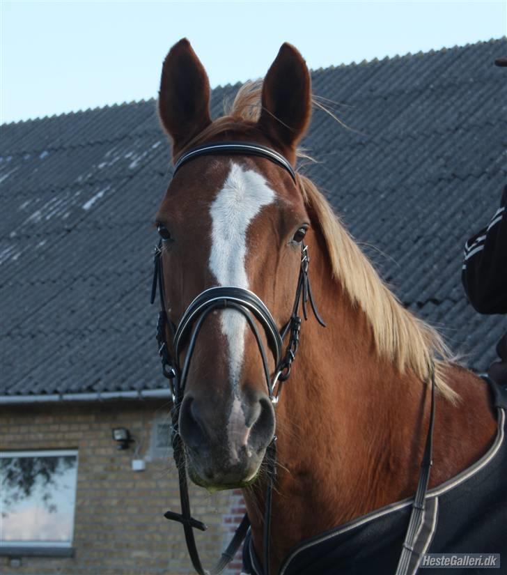 Dansk Varmblod Dondee *R.I.P* billede 17