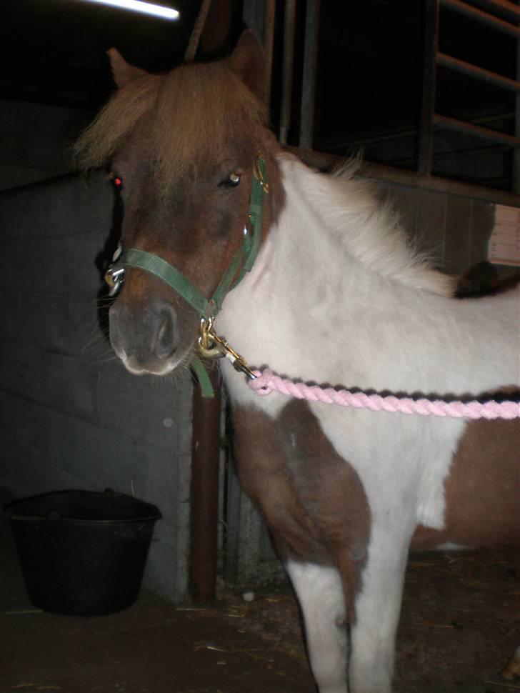 Shetlænder Hjøllundgårds Camelot - Så overlegen ;) billede 14