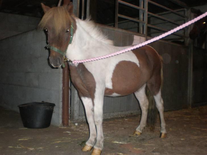 Shetlænder Hjøllundgårds Camelot - Fin opstilling... :) billede 15