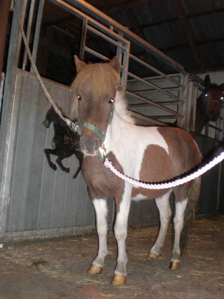 Shetlænder Hjøllundgårds Camelot billede 16