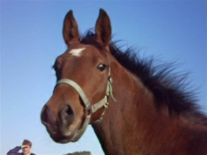 Dansk Varmblod Kraghedes Rosinante billede 2