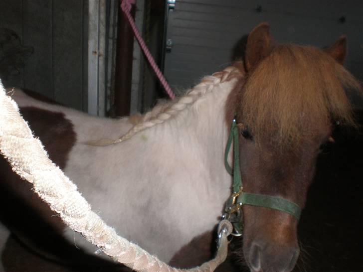 Shetlænder Hjøllundgårds Camelot - Så fin (og lidt bøsse) med sin fletning... :D billede 17