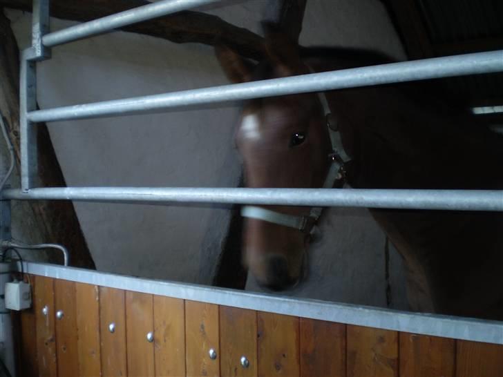 Dansk Varmblod Kraghedes Rosinante billede 4